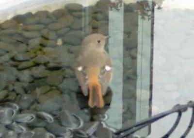 ジョウビタキ