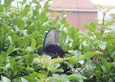 クロアゲハ