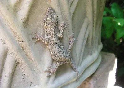 ヤモリ