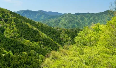 沿革・組織