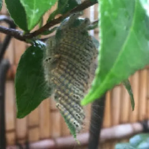チャドクガ