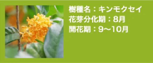 キンモクセイ