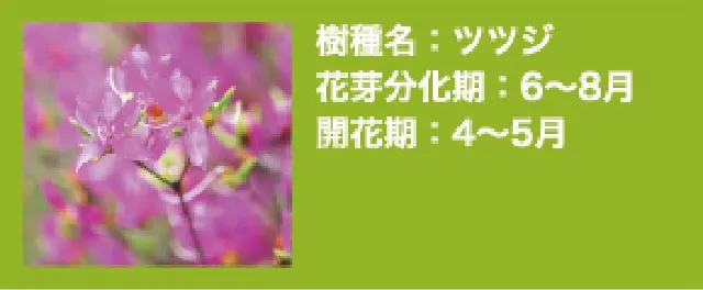 ツツジ