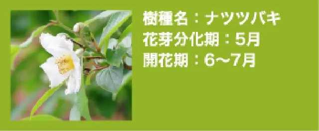 ナツツバキ