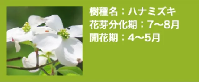 ハナミズキ