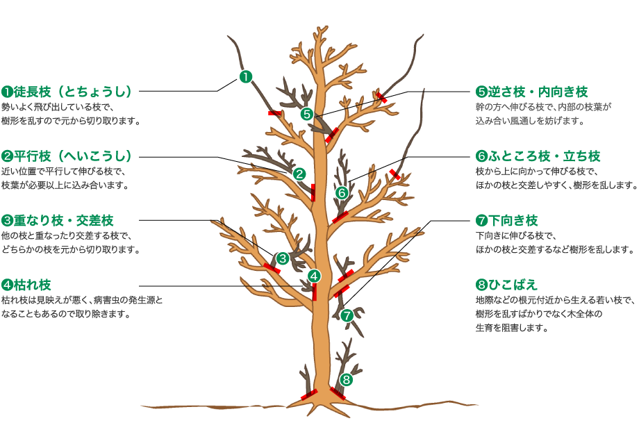 剪定する枝はこんな枝イメージ