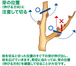 注意して切るイメージ