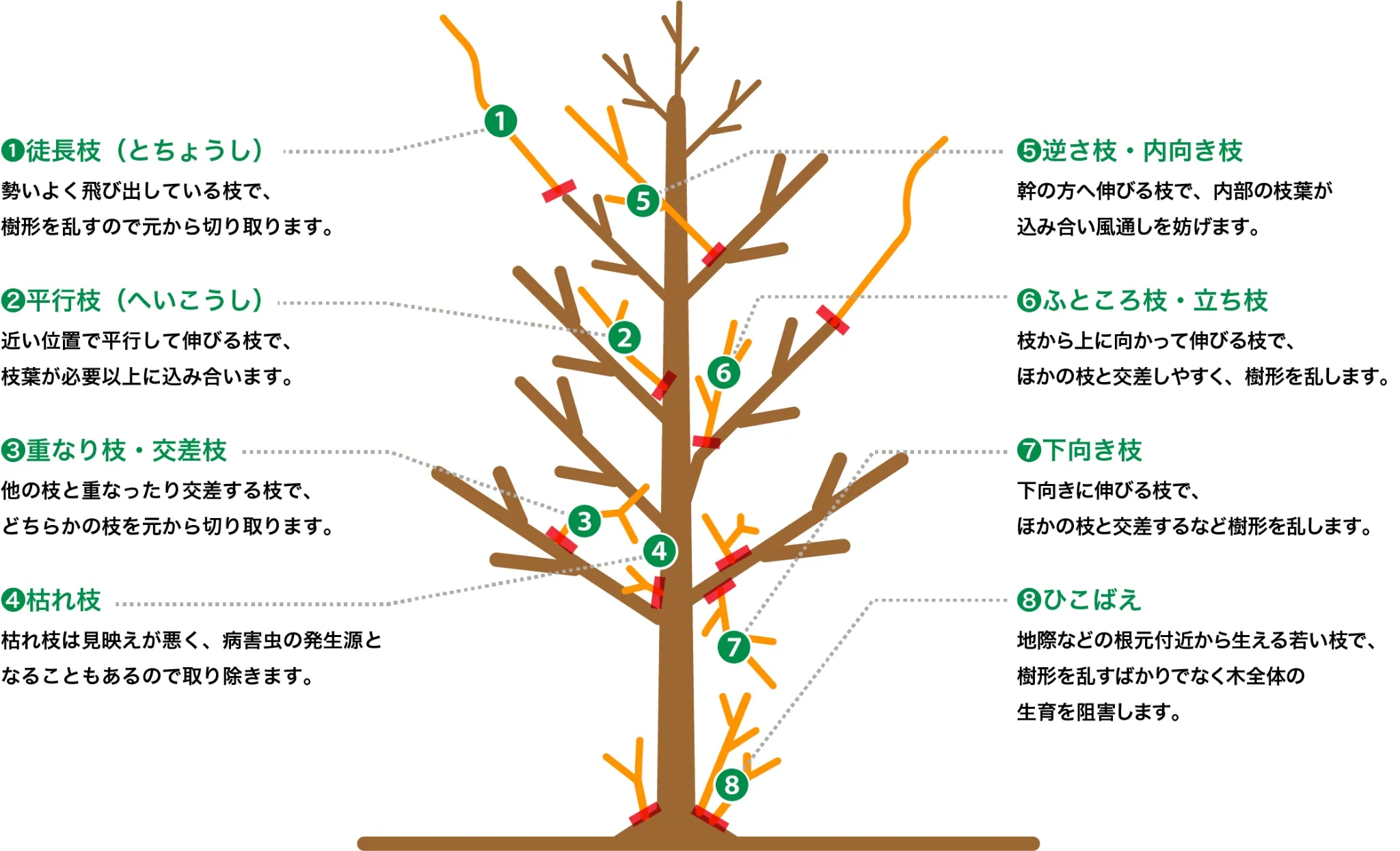 剪定するのはこんな枝