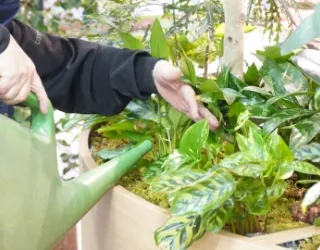 水やり