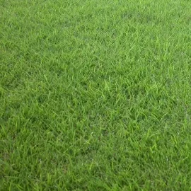 天然芝
