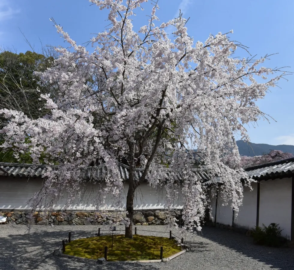 京都醍醐寺の太閤千代しだれ