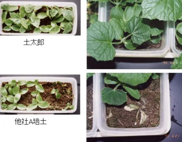 病原菌を接種した実験