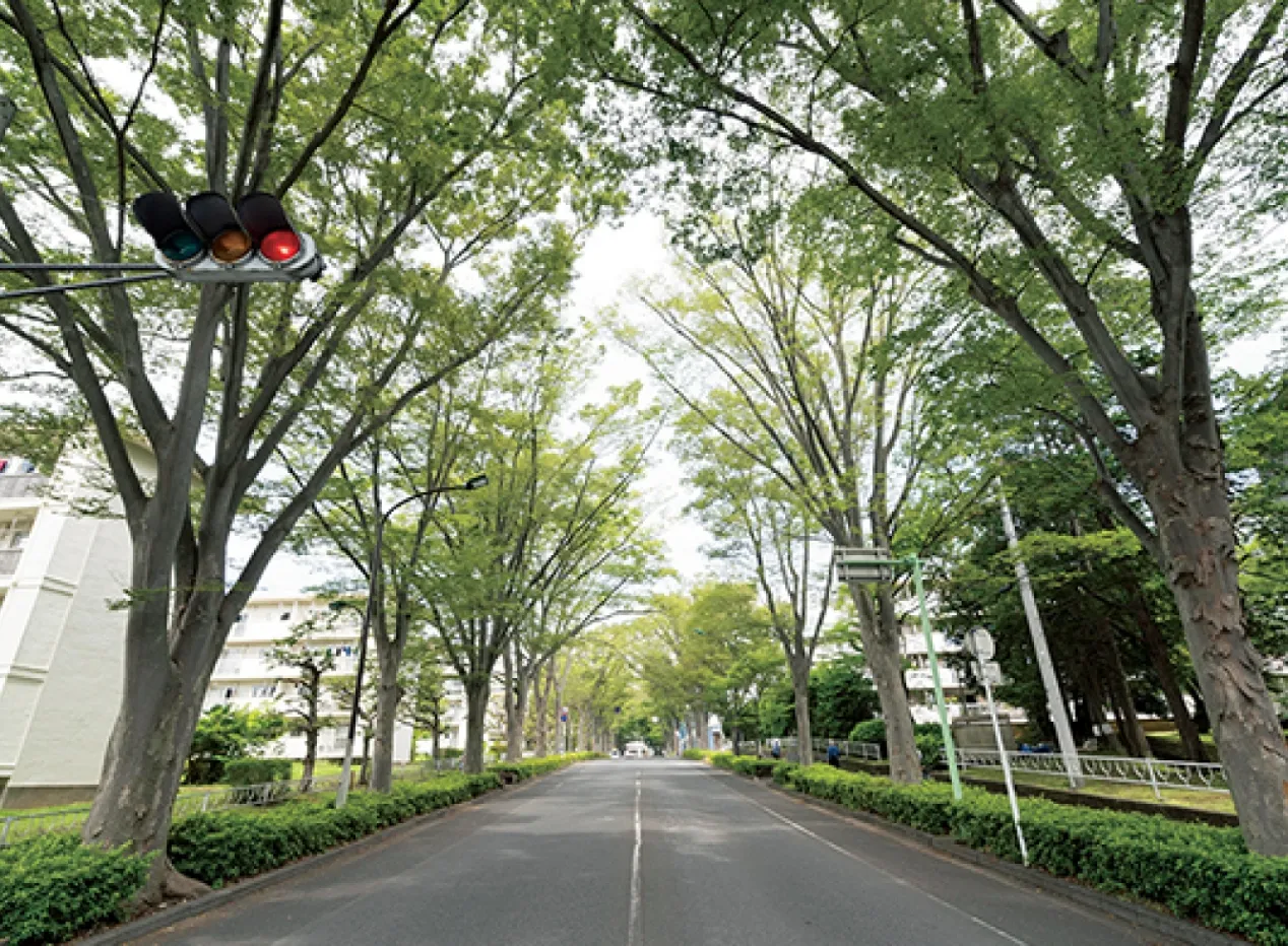 「新・日本街路樹百景」に選ばれた常盤平けやき通り