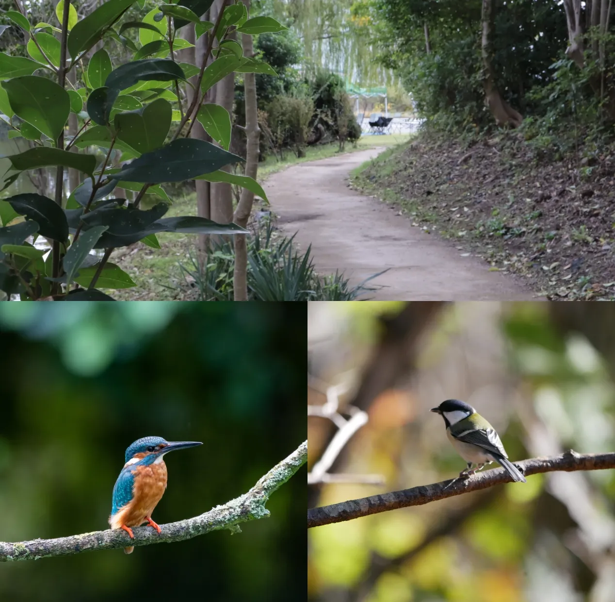 中央緑地の再生と広がる生態のつながり