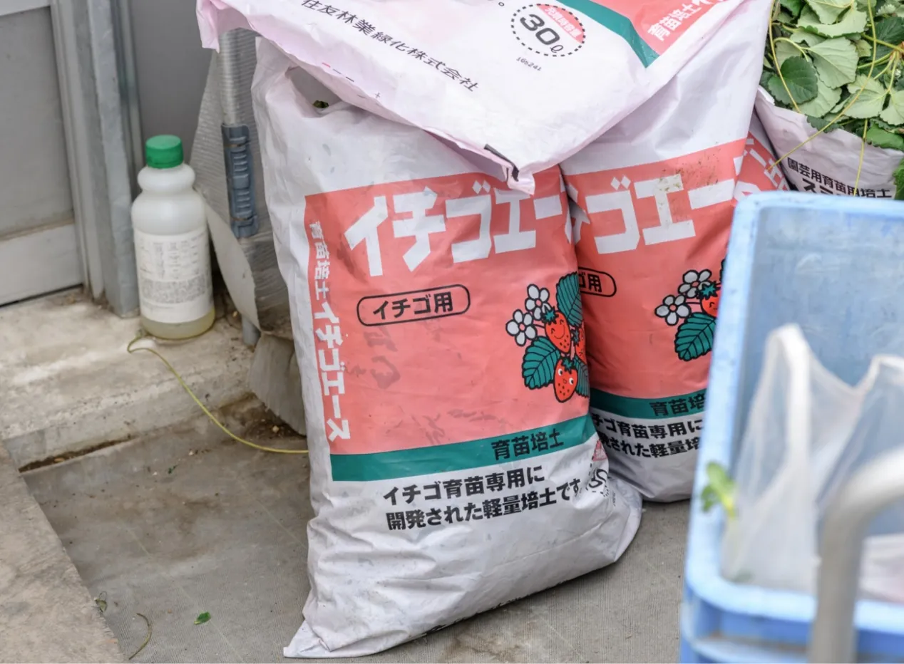 いちご培土